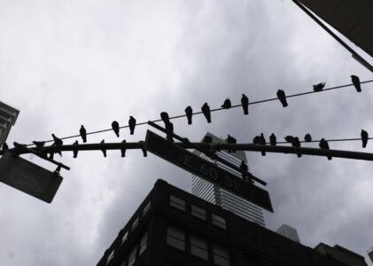 Birds in the City