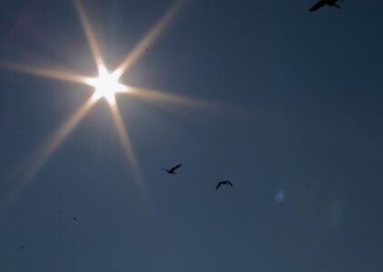 Seagulls in the Sky