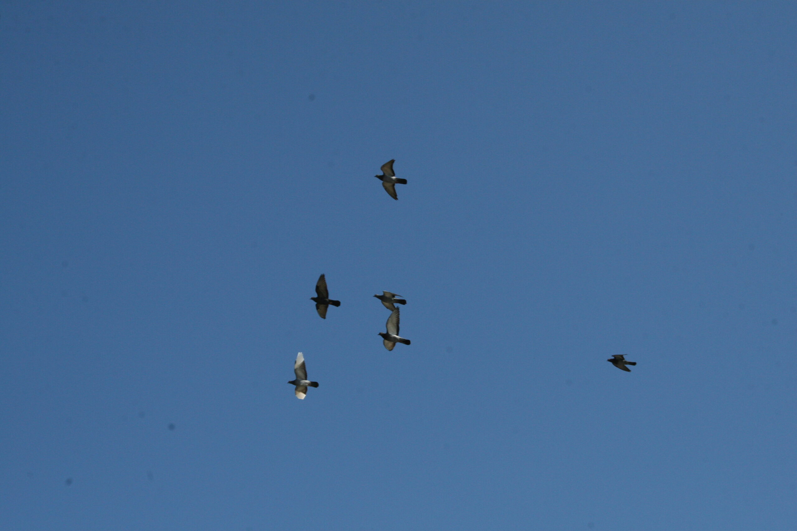 Middle Creek Snow Geese Migration