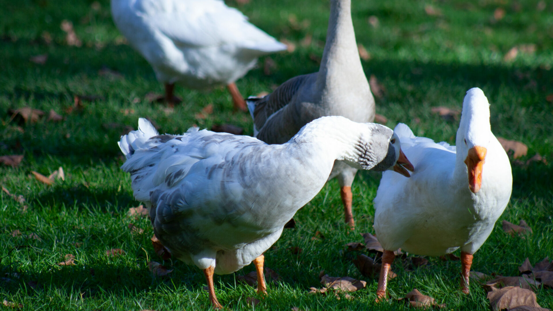 Middle Creek Snow Geese Migration – Look Ma. It's a Sea Gull!