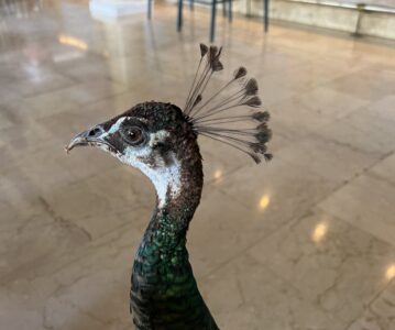 Birds in the Dominican Republic